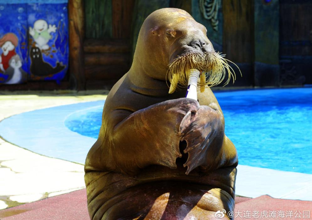 海滩再现绝美荧光海宛如蓝色星河,成都荧光海滩