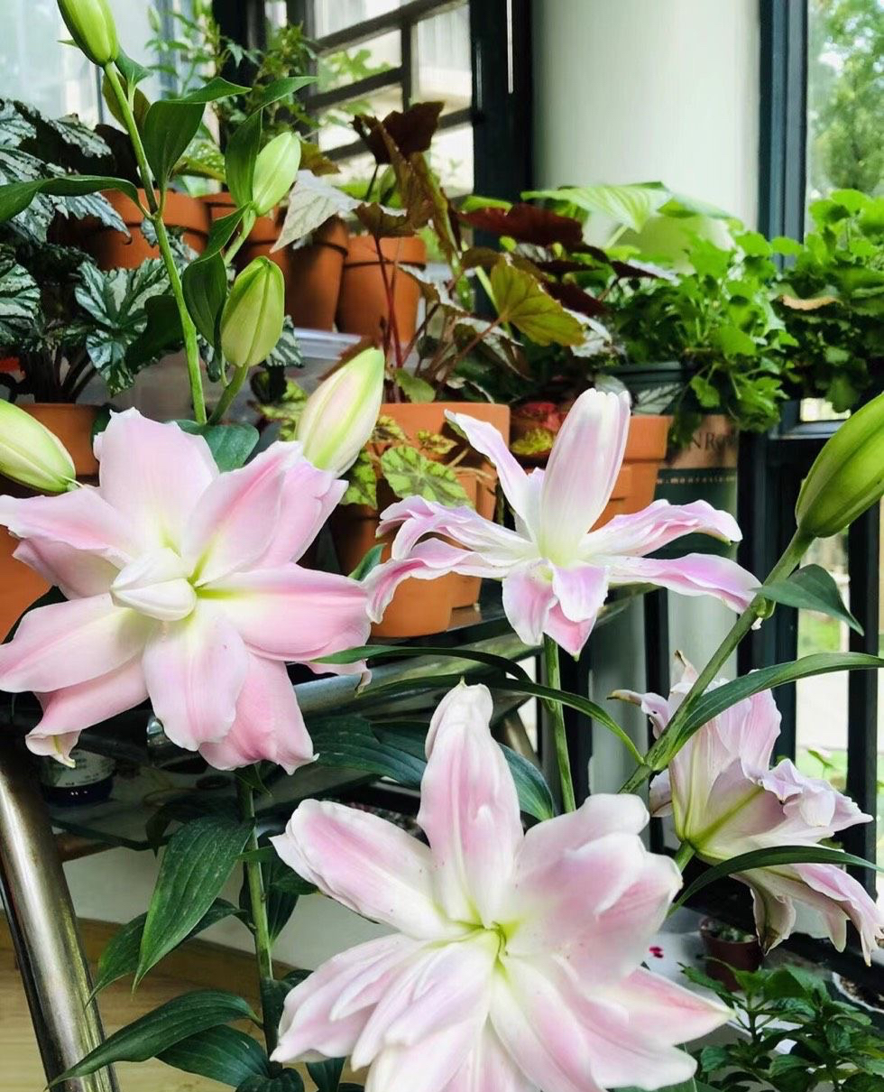 适于阳台种植的花种类,100种适合新手养的花庭院花卉