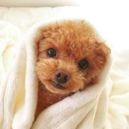 上班族养狗正确方法,上班族怎么养刚满月的狗