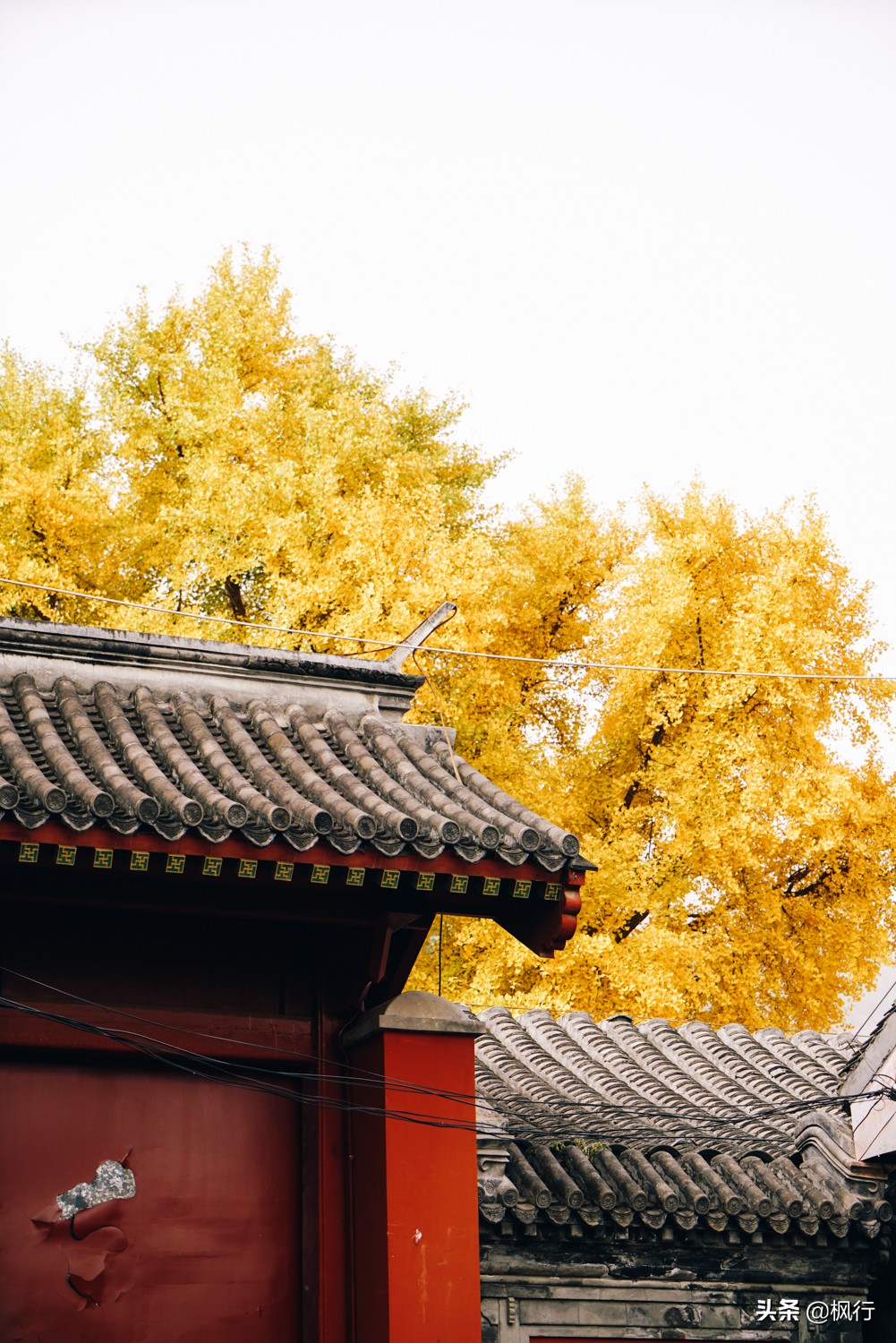 北京18个看银杏的好地方在哪,北京八大处看银杏攻略