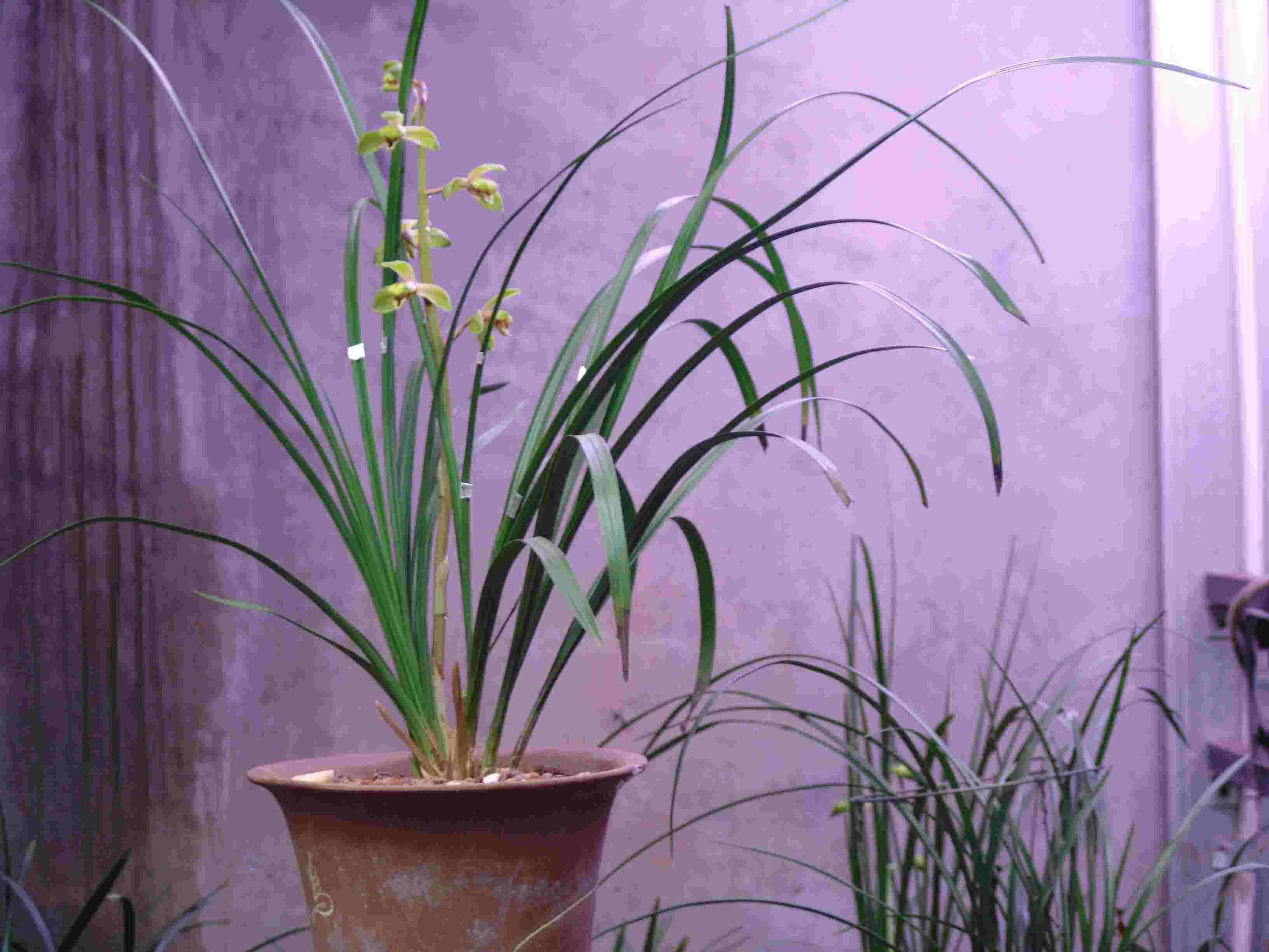 蕙兰怎么挽救最好,大花蕙兰买回第二年怎么养开花