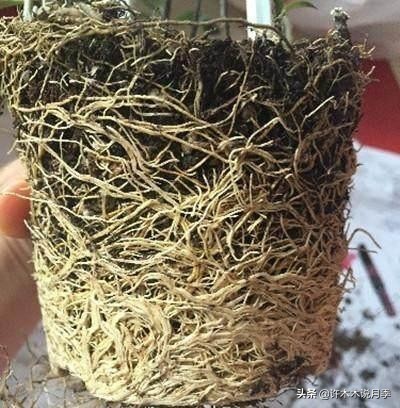 月季新手种植教程,购苗、修剪、施肥、浇水、喷药,手把手教你