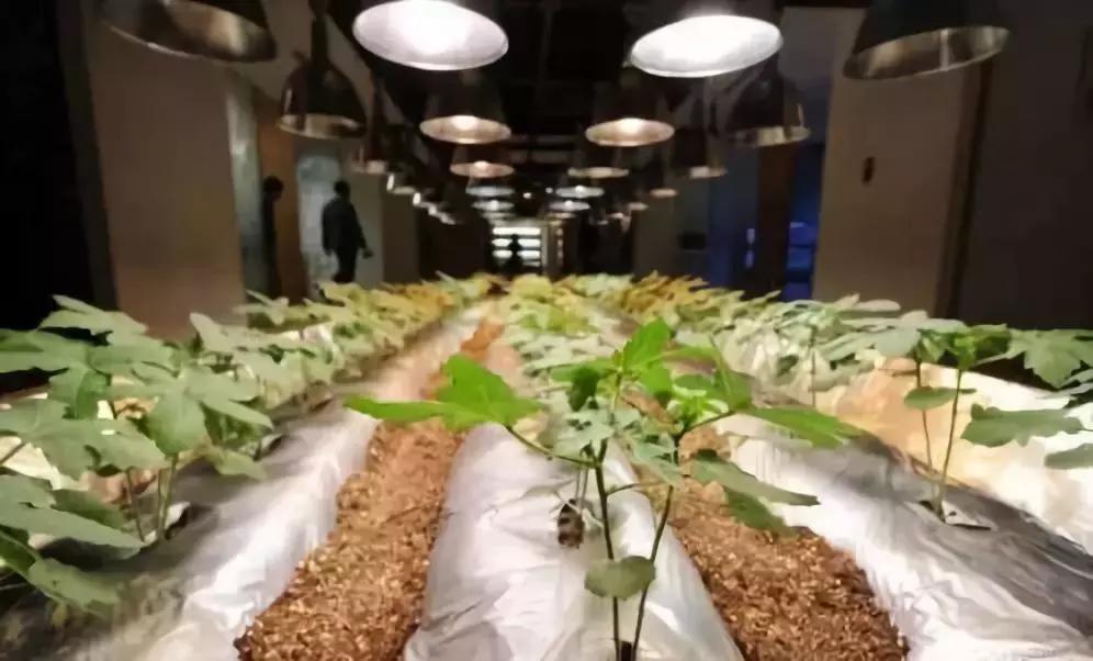 办公室里也能开挖掘机,办公室可以种葡萄