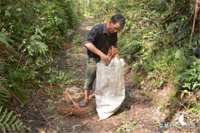 绂忓缓鐓叉堡鐨勪簲鎸囨瘺妗冩牴,骞夸笢浜旀寚姣涙妞板瓙鐓叉堡