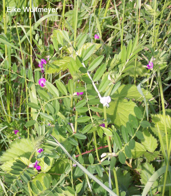 陆龟最喜欢的蔬菜,陆龟爱吃什么