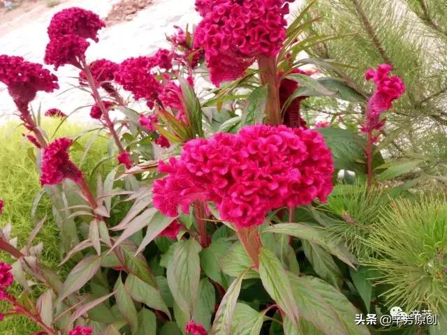 怒放的生命精彩音乐汇,怒放的生命汪峰