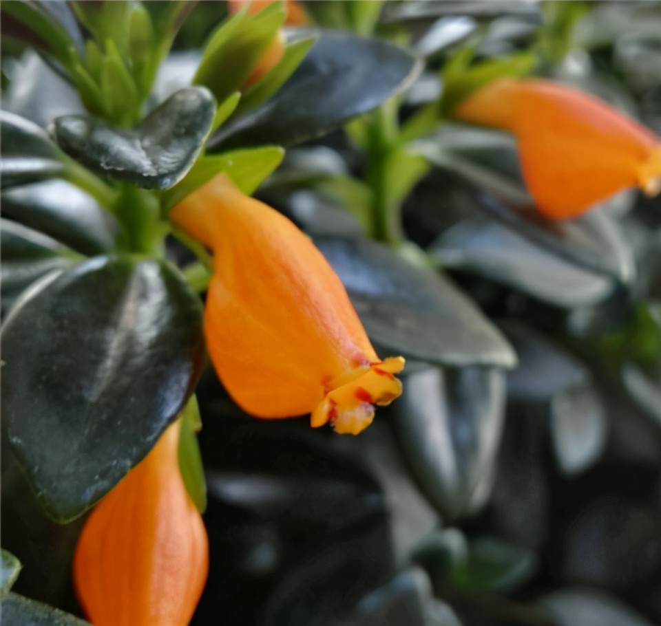 金鱼吊兰冬天怎么养才能活,金鱼吊兰冬天怎么养最合适