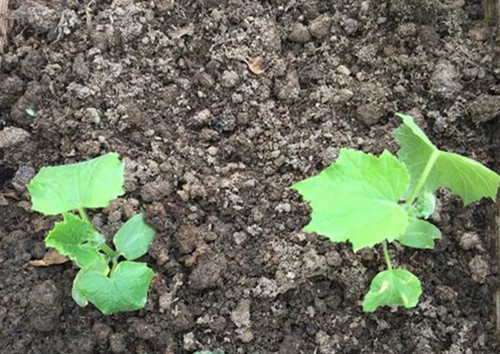 黄瓜苗药害后发黄萎缩怎么补救,黄瓜苗发黄怎么办