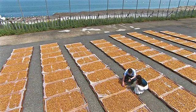 瑶柱选购注意事项和手册,怎么分辨瑶柱的生熟