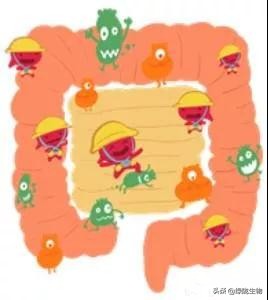 凝结芽孢杆菌的特点、作用机制及生物学功能