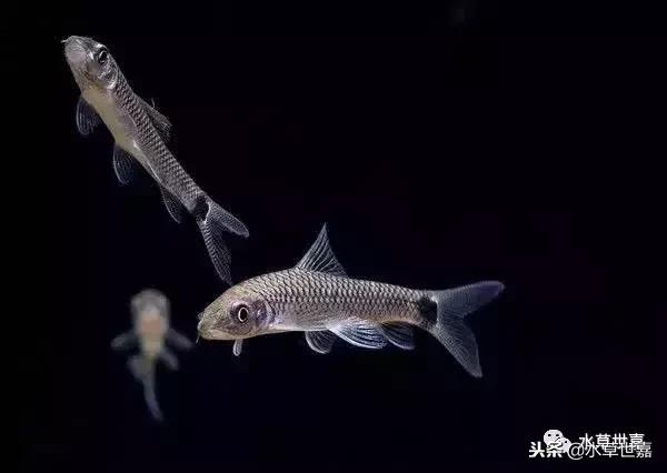 草缸常见10种藻类的解决方法,草缸藻类生物防治方法