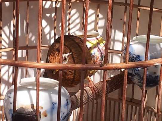 画眉鸟换毛期怎么养,画眉鸟怎么照料