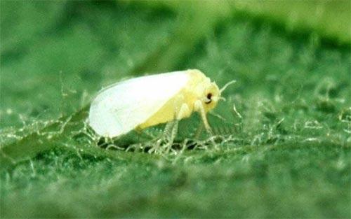 西葫芦叶子上有黄斑点是什么原因,西葫芦叶片上有白的怎么治