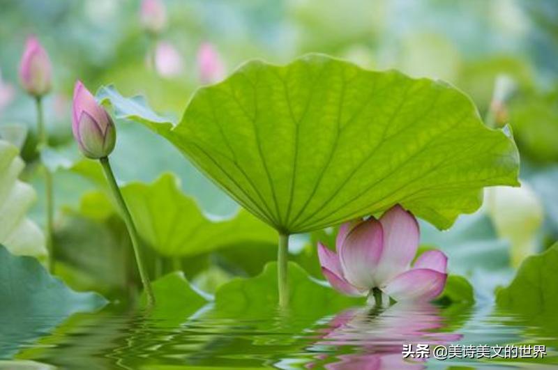 出水芙蓉诗句李白,李白诗句清水出芙蓉