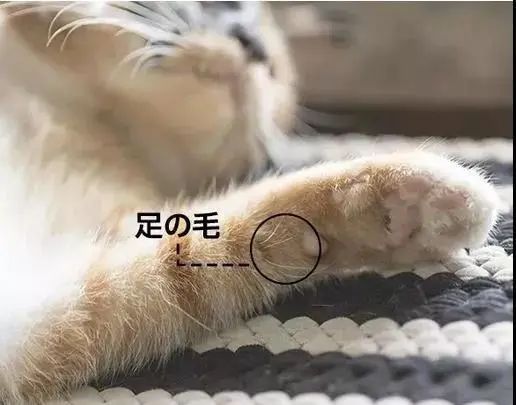 捡到猫咪的胡子,收集猫咪胡须会有好运嘛