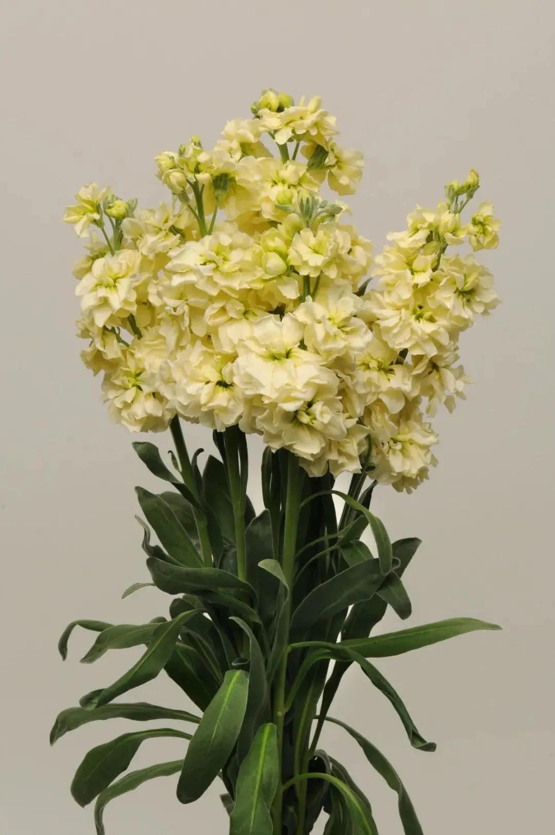 紫罗兰凯斯系列来了！早花百搭带芳香，轻松实现你的切花自由梦