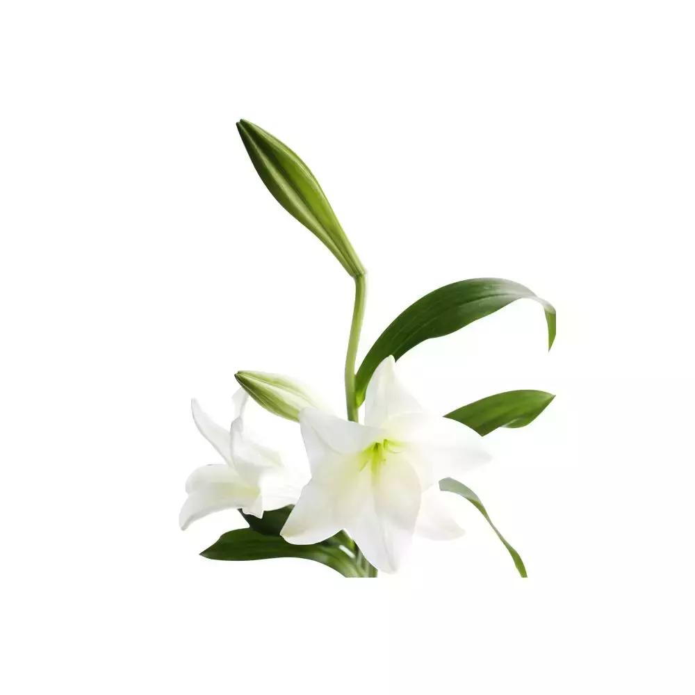 芦丹氏的铁百合,芦丹氏铁百合好闻吗