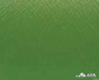 藻类图谱,水体藻类图谱和名称