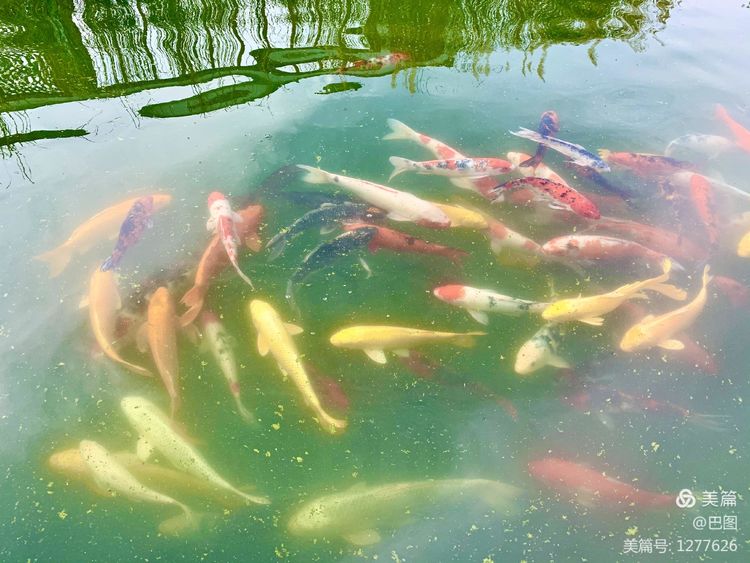 洛阳市宜阳凤凰岭射箭,宜阳县凤凰岭体育基地