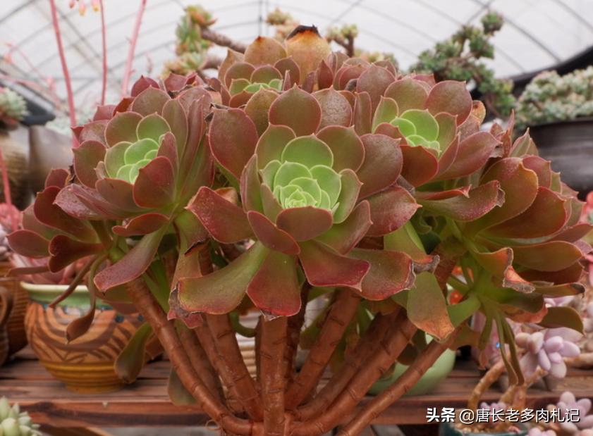 多肉荷兰、黄金和柠檬三种韶羞有啥不同？其实大舅二舅都是他舅舅