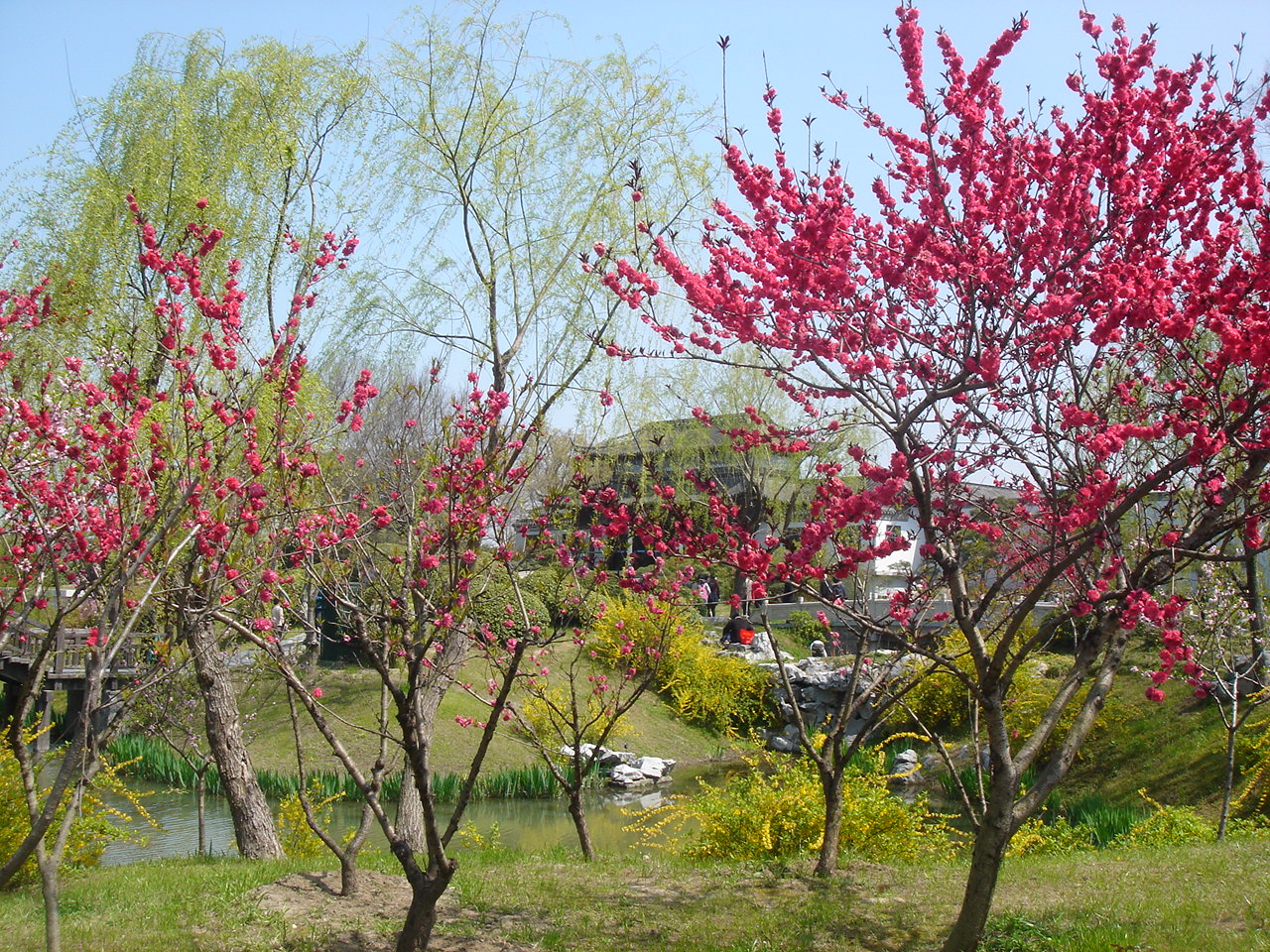 三月的瘦西湖到底有多美,瘦西湖景色到底有多美