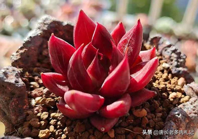 多肉越养越小还掉叶子怎么办,多肉越养越小是怎么回事