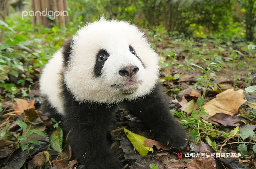 做塑料姐妹,真正的塑料姐妹是什么样的