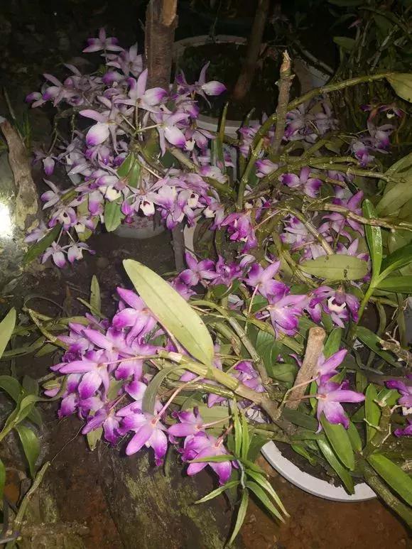 最好养爱开花的兰花,四季能开花的兰花有哪些