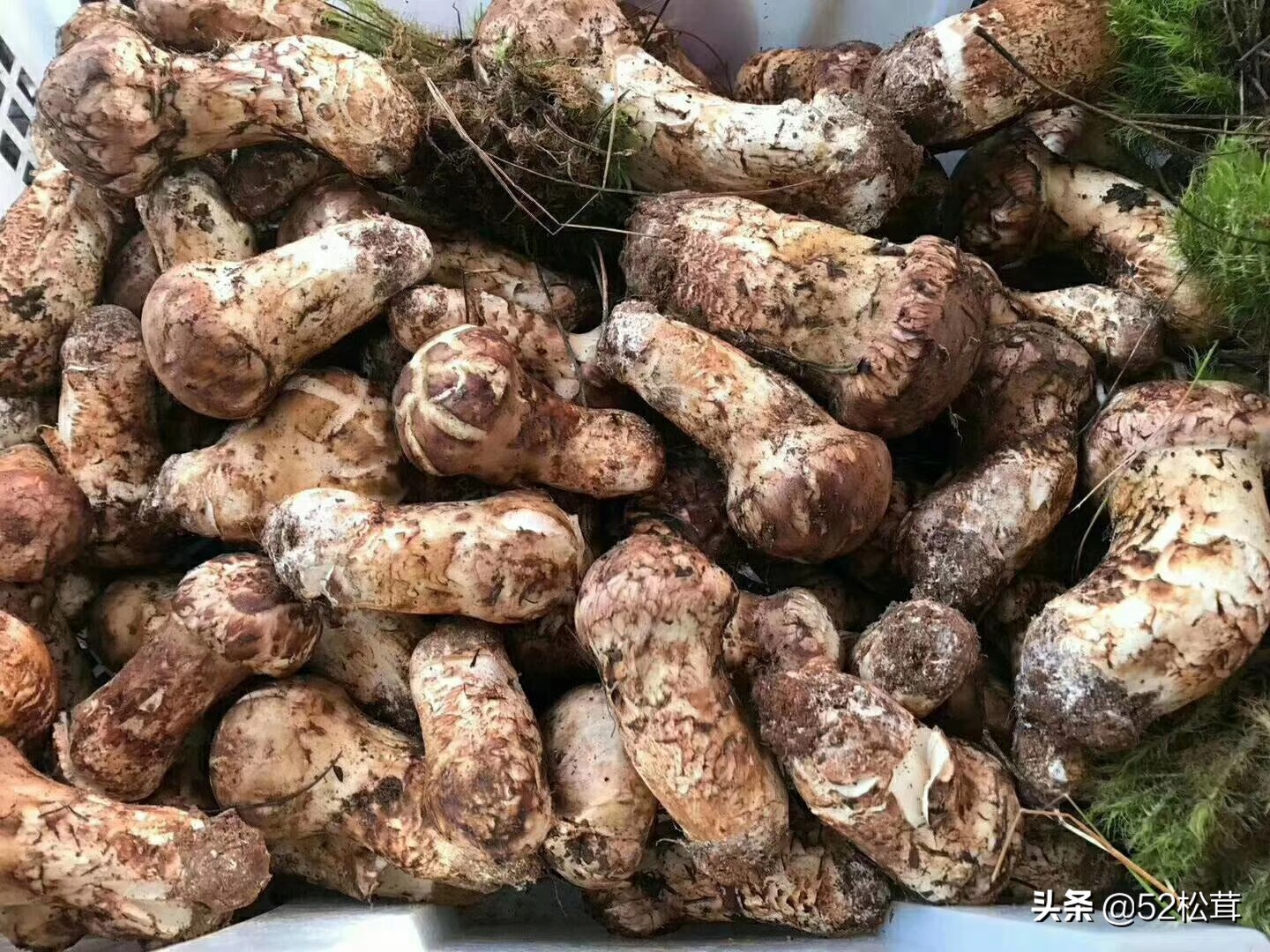 新鲜松茸的正确清理及保存方式,松茸怎么清理拿去晒