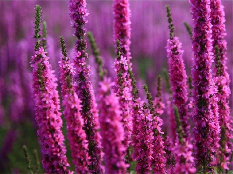 蜈蚣草有几种品种图片图文,蜈蚣草的特征和图片