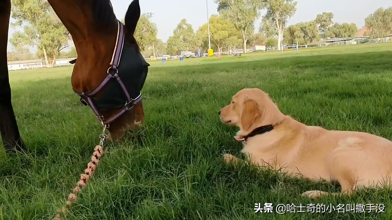 金毛学小动物说话,金毛学小马