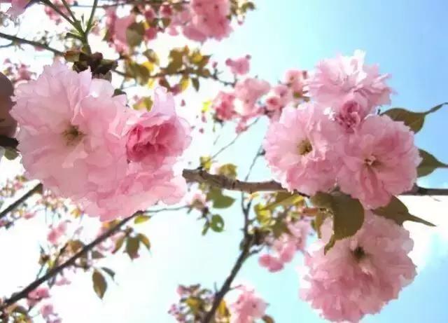 天津桃花堤赏花时间2021,天津桃花堤桃花什么时间开花