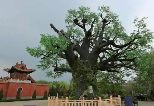 大厂北坞村历史,大厂北坞村的由来