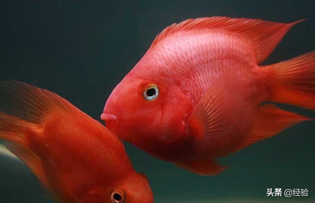 鹦鹉鱼变黑得黑斑病怎么办,鹦鹉鱼变黑了要用什么药