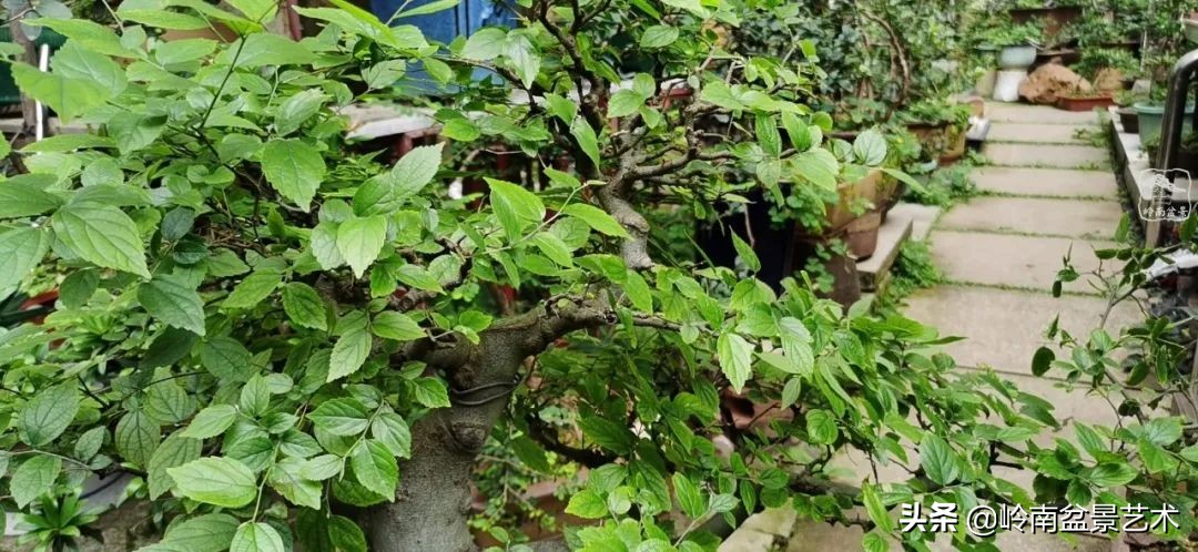 杂木盆景也毫不逊色,杂木盆景值钱吗