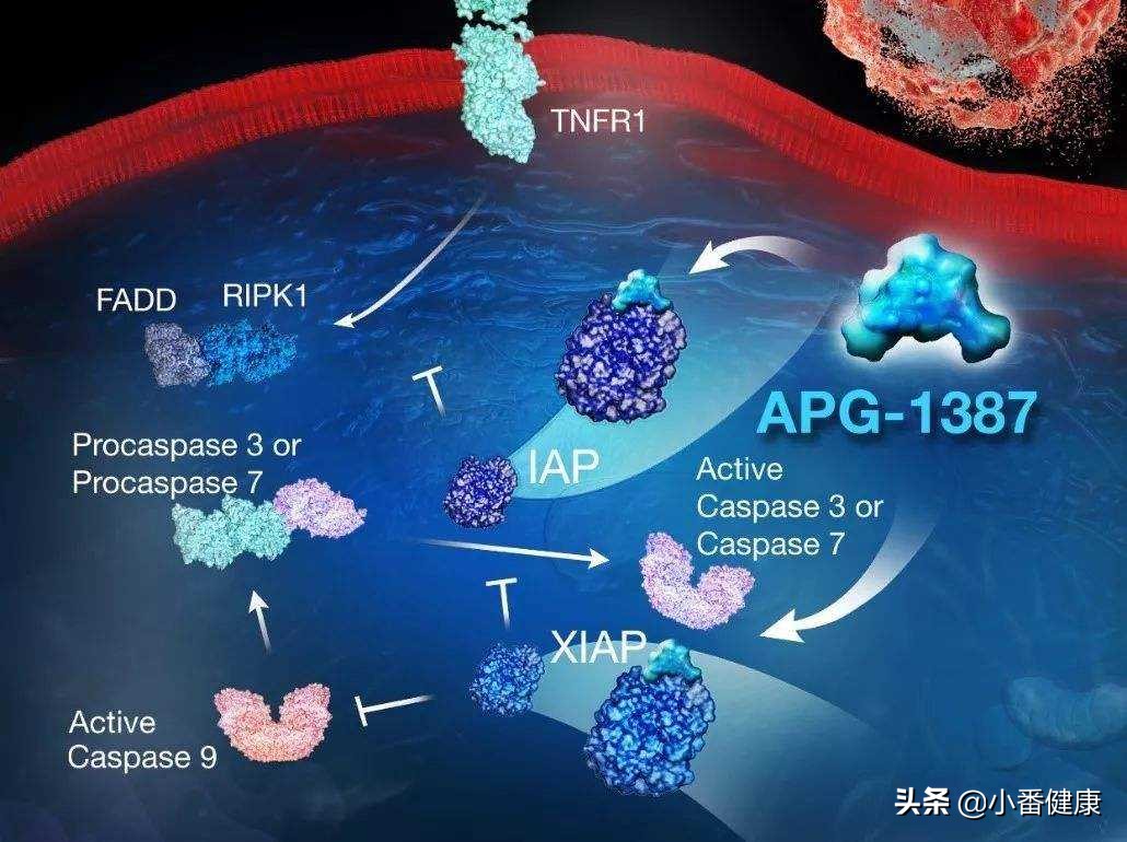 乙肝在研新药brii-835上市,乙肝在研功能性治愈新药进展