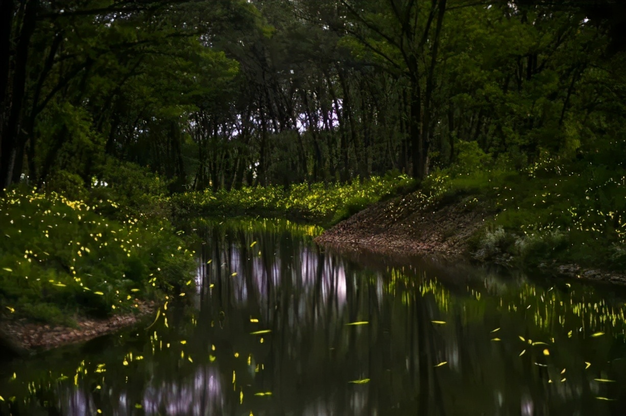 丽水上热搜,浙江丽水现萤火虫星海