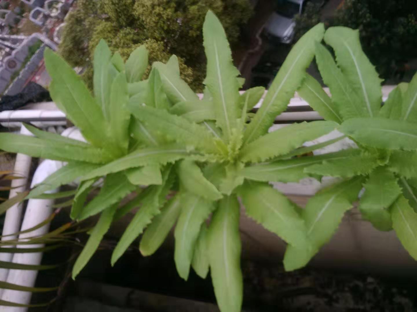 龟菜共生系统,龟菜共生图纸