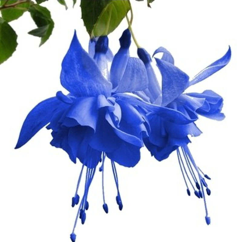 十种蓝色花,常见的六种蓝色花