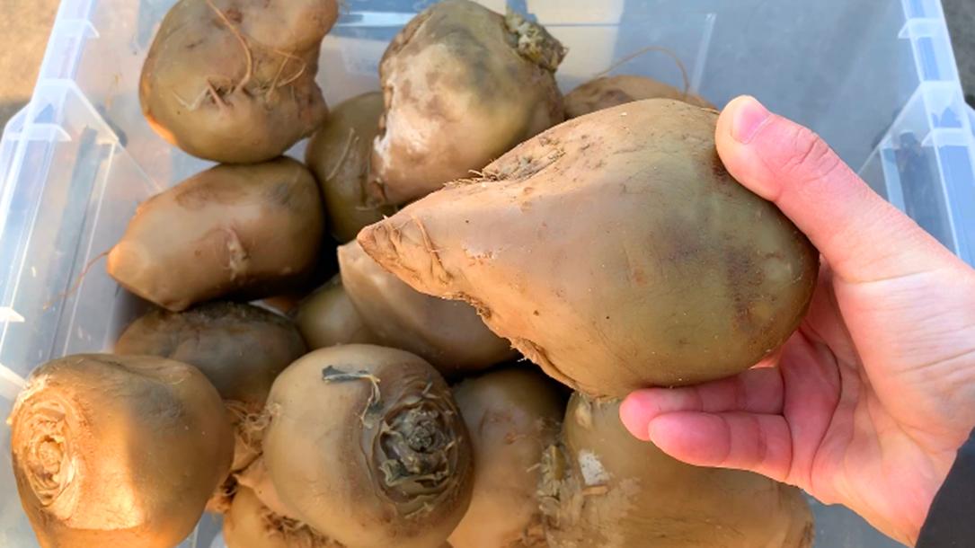 腌芥菜的腌制方法和步骤,北方腌芥菜和芥菜叶的做法大全