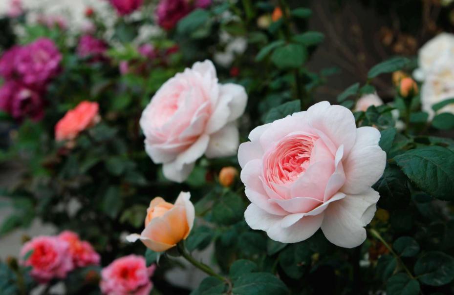 月季霜霉病和灰霉病的区别,月季灰霉病最快治愈方法