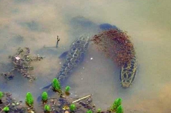 气温高对钓黑鱼有影响吗,热天钓黑鱼绝招