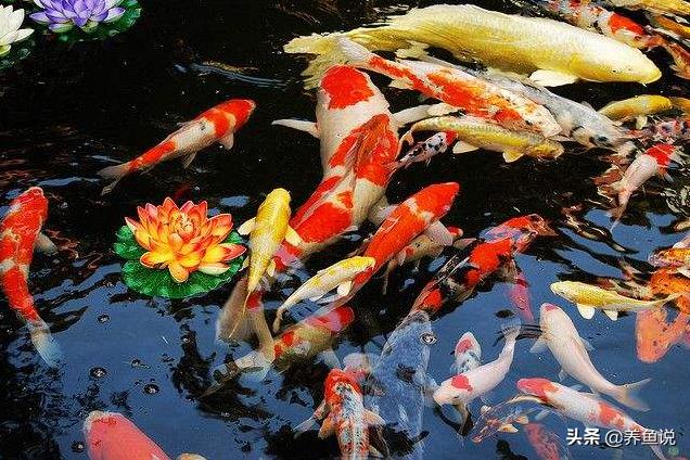 特别好养的凶猛观赏鱼有哪些,观赏鱼什么鱼比较好养生命力顽强