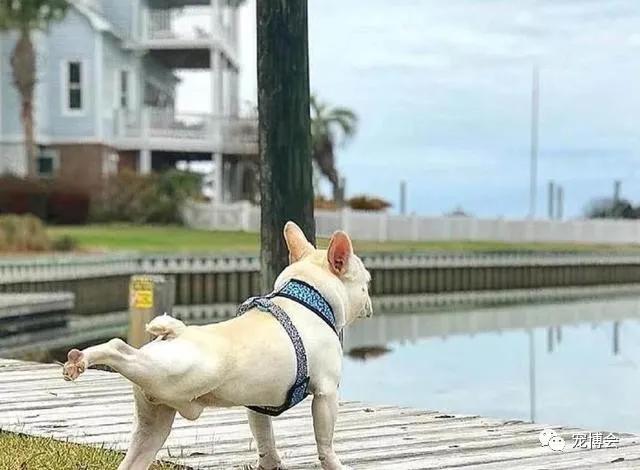 盘点狗狗被吓了一大跳,盘点被吓坏的狗狗