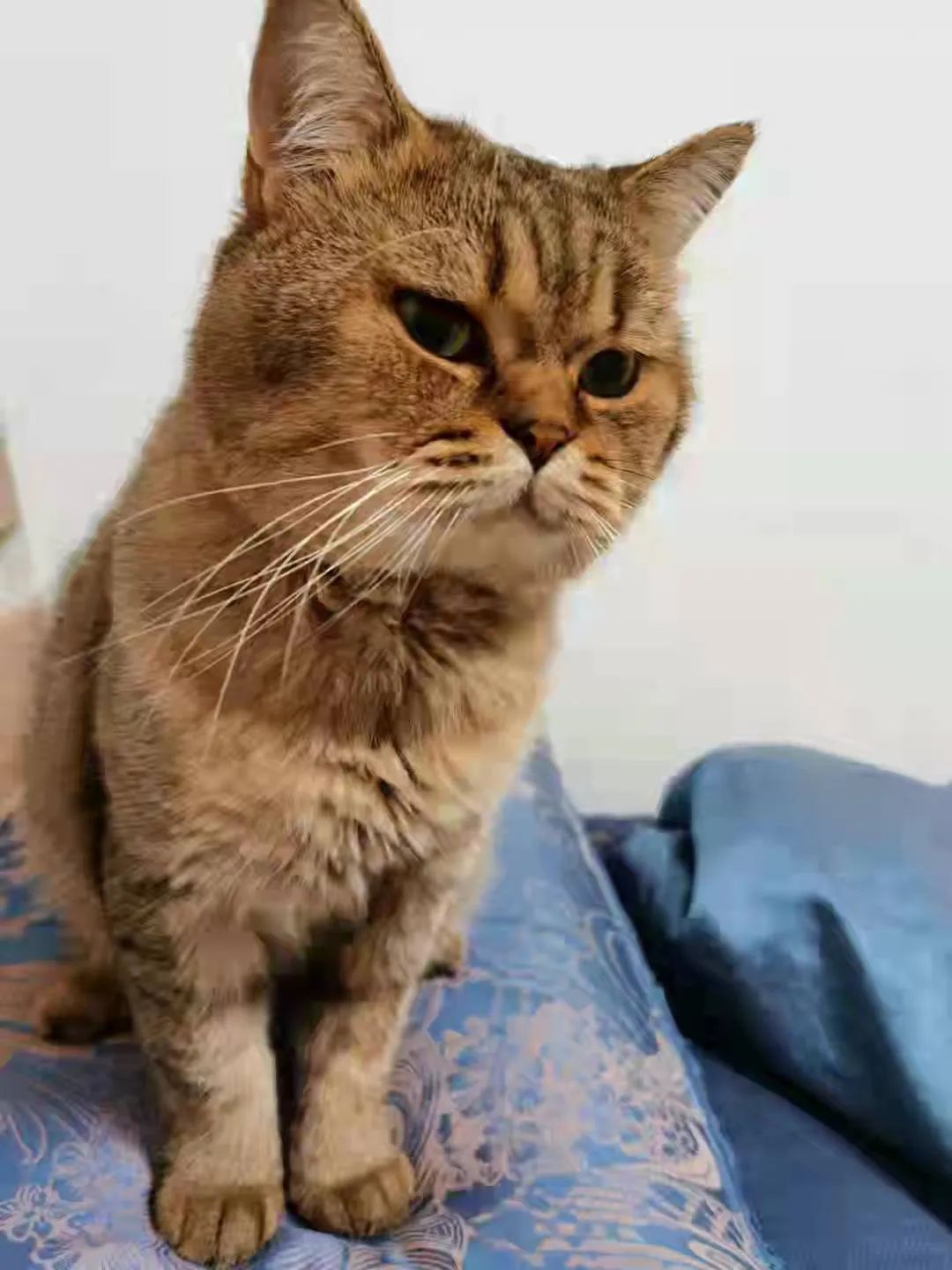 家里有两只猫想养一只狗,家里有只猫又来了一只狗怎么相处