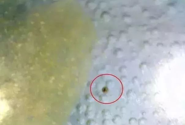 宋元明清瓷器釉下普遍出现气泡，原来是这个原因