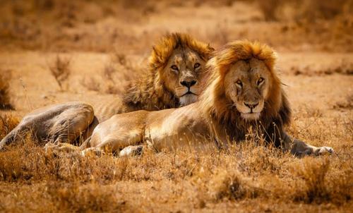 坦桑尼亚面积,坦桑尼亚面积相当于中国哪里