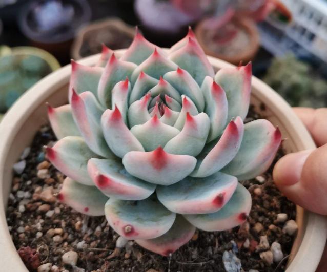 多肉吉娃娃叶子枯萎怎么回事,多肉吉娃娃翻盆叶子发软