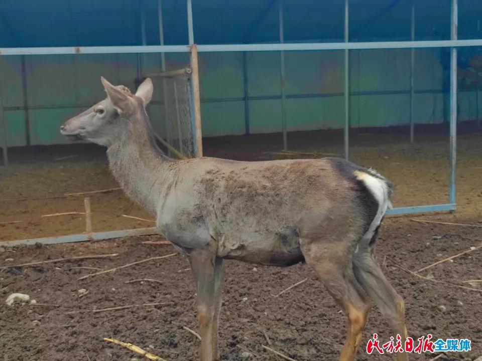 拜阿不都：向幸福一“鹿”出发