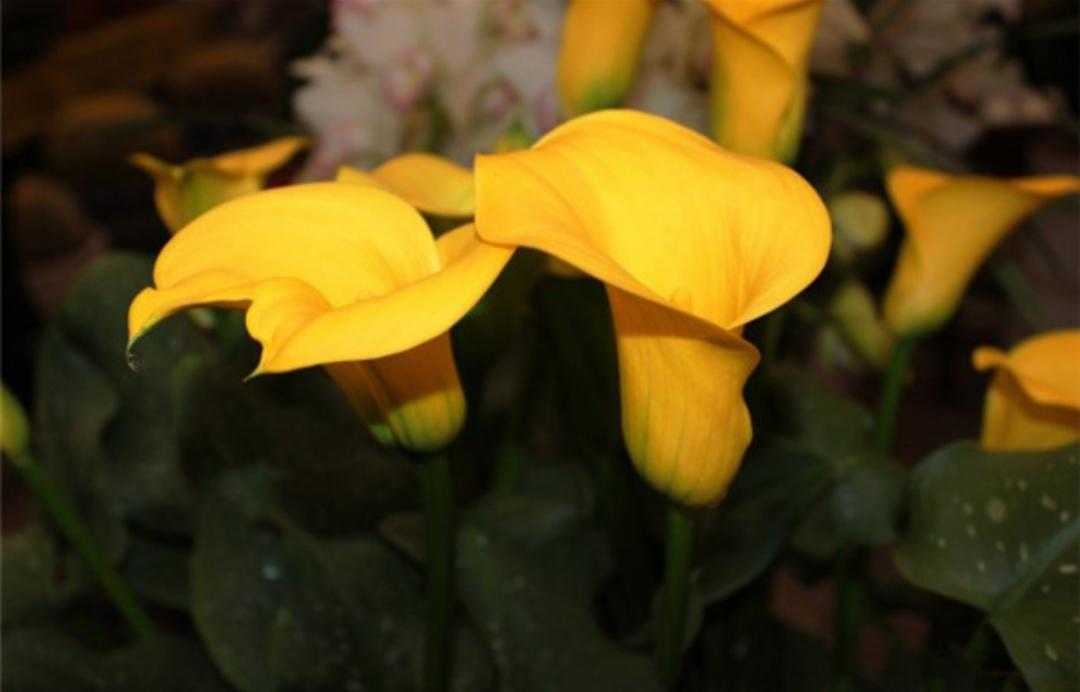 黄花马蹄莲叶子形状,红黄花马蹄莲图片